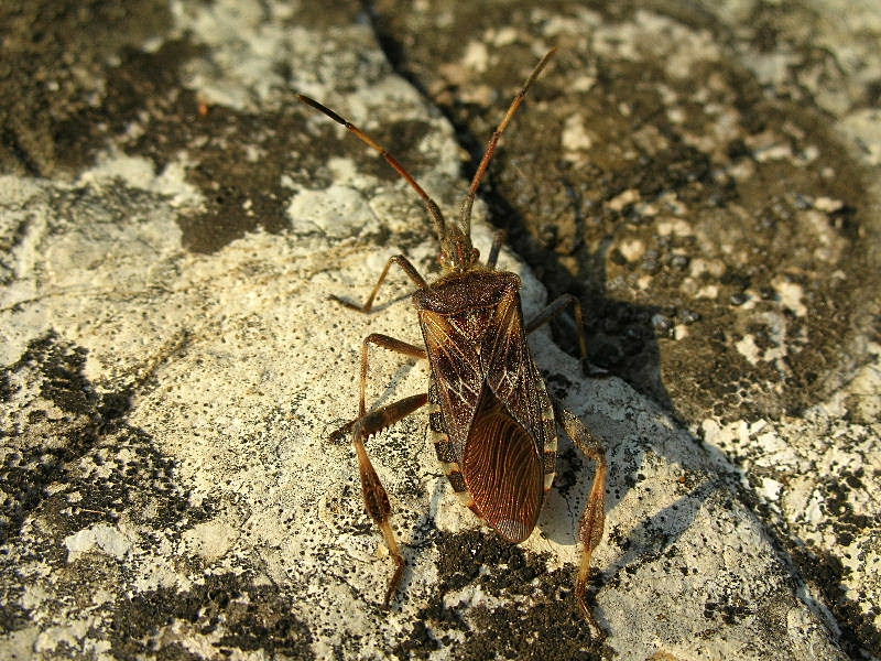 Leptoglossus occidentalis